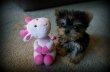Micro-Teacup-Yorkie-Male